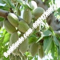 خرید فروش نهال بادام برازجان 09121243524