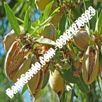 خرید فروش نهال بادام بروجرد 09121243524