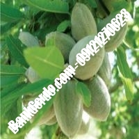 خرید فروش نهال بادام بروجن 09121243524