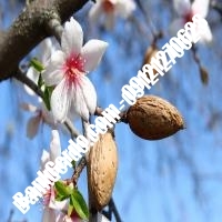 خرید فروش نهال بادام بندر انزلی 09121243524