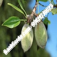 خرید فروش نهال بادام بندر لنگه 09121243524
