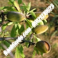 خرید فروش نهال بادام بندر ماهشهر 09121243524