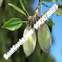 خرید فروش نهال بادام بندر کنگان 09121243524