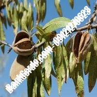 خرید فروش نهال بادام بوئین زهرا 09121243524