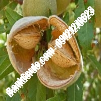 خرید فروش نهال بادام بوشهر 09121243524
