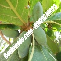 خرید فروش نهال بادام خوی 09121243524