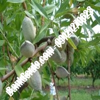 خرید فروش نهال بادام دهبارز 09121243524 خرید فروش نهال بادام دهبارز 09121243524