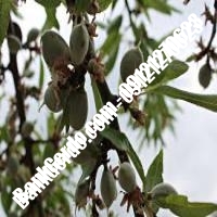 خرید فروش نهال بادام دوگنبدان 09121243524