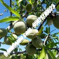 خرید فروش نهال بادام رفسنجان 09121243524 خرید فروش نهال بادام رفسنجان 09121243524