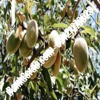 خرید فروش نهال بادام زنجان 09121243524
