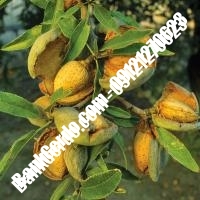 خرید فروش نهال بادام سیستان و بلوچستان 09121243524