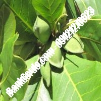 خرید فروش نهال بادام شیروان 09121243524