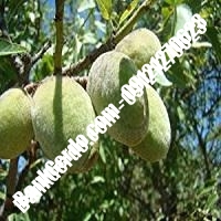 خرید فروش نهال بادام طبس 09121243524