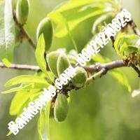 خرید فروش نهال بادام علی‌آباد کتول 09121243524