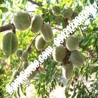 خرید فروش نهال بادام فارس 09121243524