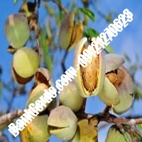 خرید فروش نهال بادام فیروزآباد 09121243524 خرید فروش نهال بادام فیروزآباد 09121243524