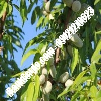 خرید فروش نهال بادام قم 09121243524 خرید فروش نهال بادام قم 09121243524