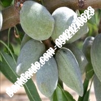 خرید فروش نهال بادام قنوات 09121243524