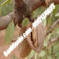خرید فروش نهال بادام لاهیجان 09121243524 خرید فروش نهال بادام لاهیجان 09121243524