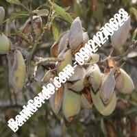 خرید فروش نهال بادام لرستان 09121243524
