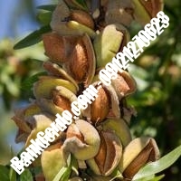 خرید فروش نهال بادام مازندران 09121243524