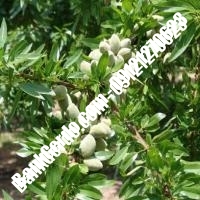 خرید فروش نهال بادام محمدشهر 09121243524