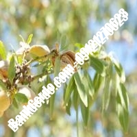 خرید فروش نهال بادام محمدشهر 09121243524