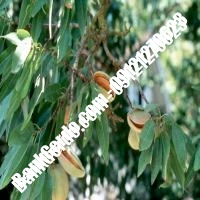 خرید فروش نهال بادام مرند 09121243524 خرید فروش نهال بادام مرند 09121243524