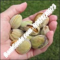 خرید فروش نهال بادام مرودشت 09121243524