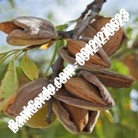 خرید فروش نهال بادام مرکزی 09121243524 خرید فروش نهال بادام مرکزی 09121243524