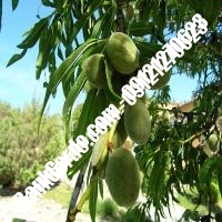 خرید فروش نهال بادام مریوان 09121243524