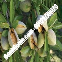خرید فروش نهال بادام ملایر 09121243524