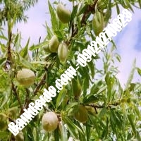 خرید فروش نهال بادام نهاوند 09121243524