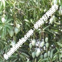 خرید فروش نهال بادام نیشابور 09121243524