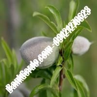خرید فروش نهال بادام کاشان 09121243524
