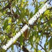 خرید فروش نهال بادام کردستان 09121243524 خرید فروش نهال بادام کردستان 09121243524
