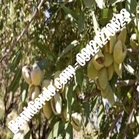 خرید فروش نهال بادام کرمان 09121243524