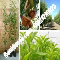 خرید فروش نهال بادام کرمانشاه 09121243524 خرید فروش نهال بادام کرمانشاه 09121243524