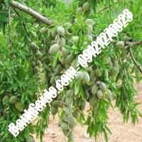 خرید فروش نهال بادام کهگیلویه و بویراحمد 09121243524