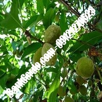 خرید فروش نهال بادام کوهدشت 09121243524