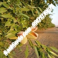 خرید فروش نهال بادام گلستان 09121243524