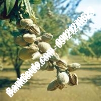 خرید فروش نهال بادام گنبد کاووس 09121243524