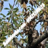 خرید فروش نهال بادام گیلان 09121243524