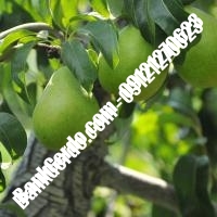 خرید فروش نهال گلابی آذربایجان شرقی 09121270623 خرید فروش نهال گلابی آذربایجان شرقی 09121270623