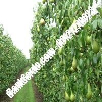 خرید فروش نهال گلابی آذربایجان غربی 09121270623