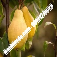 خرید فروش نهال گلابی آشخانه 09121270623 خرید فروش نهال گلابی آشخانه 09121270623
