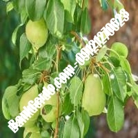 خرید فروش نهال گلابی آشخانه 09121270623