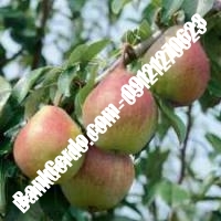 خرید فروش نهال گلابی آمل 09121270623 خرید فروش نهال گلابی آمل 09121270623