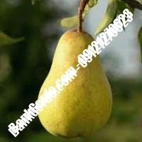 خرید فروش نهال گلابی ابهر 09121270623 خرید فروش نهال گلابی ابهر 09121270623