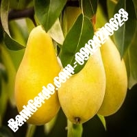 خرید فروش نهال گلابی اسدآباد 09121270623